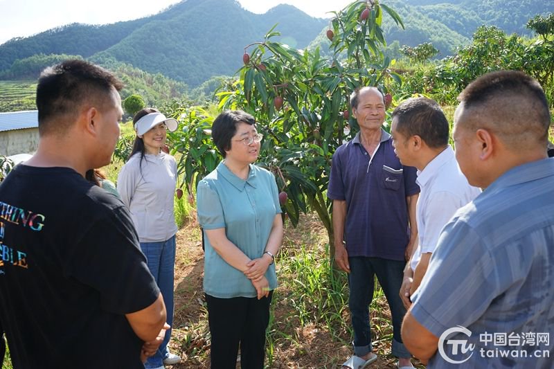 刘睿一行现场了解芒果种植情况(图片来源:贵州省台办)