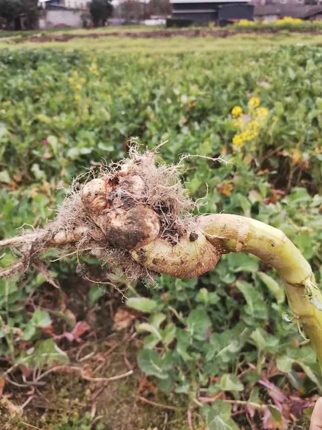 受根肿病侵害的油菜根部肿大症状.四川农业大学杨辉供图