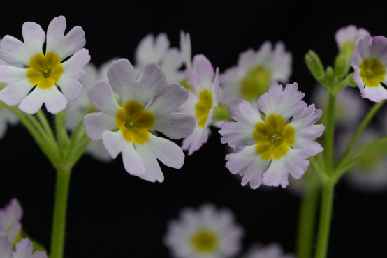陕西羽叶报春（Primula filchnerae）