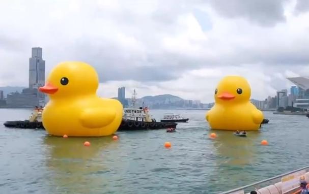 大黄鸭时隔10年再现香港维多利亚港_新浪财经_新浪网