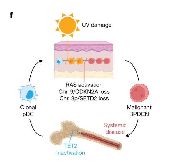 紫外线促进BPDCN癌前细胞发展为BPDCN的模型示意图。图片来源：格里芬团队论文