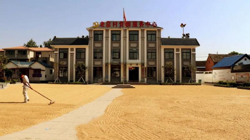 老店村万古镇截至6月7日滑县已收获小麦8.
