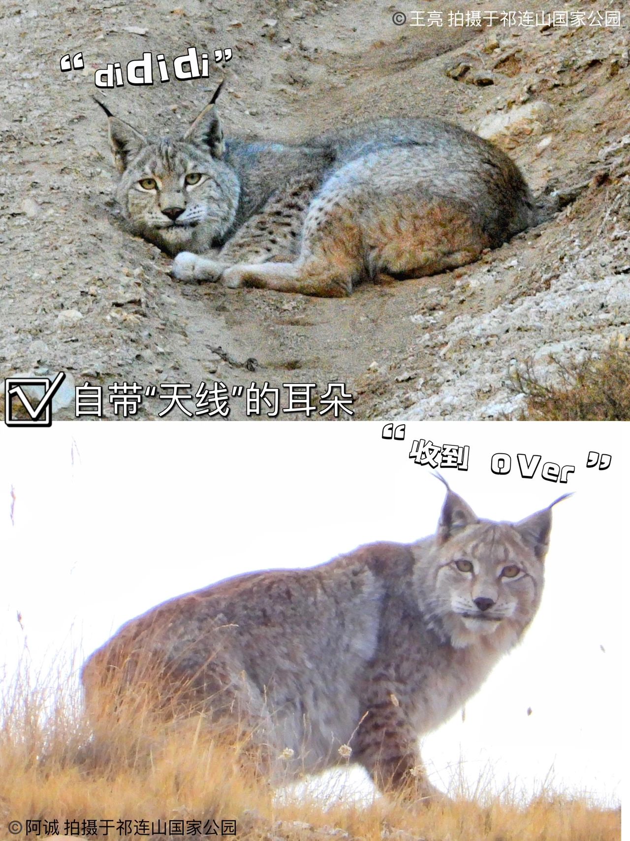 国际猞猁日|守护拽拽的它!|猞猁_新浪财经_新浪网