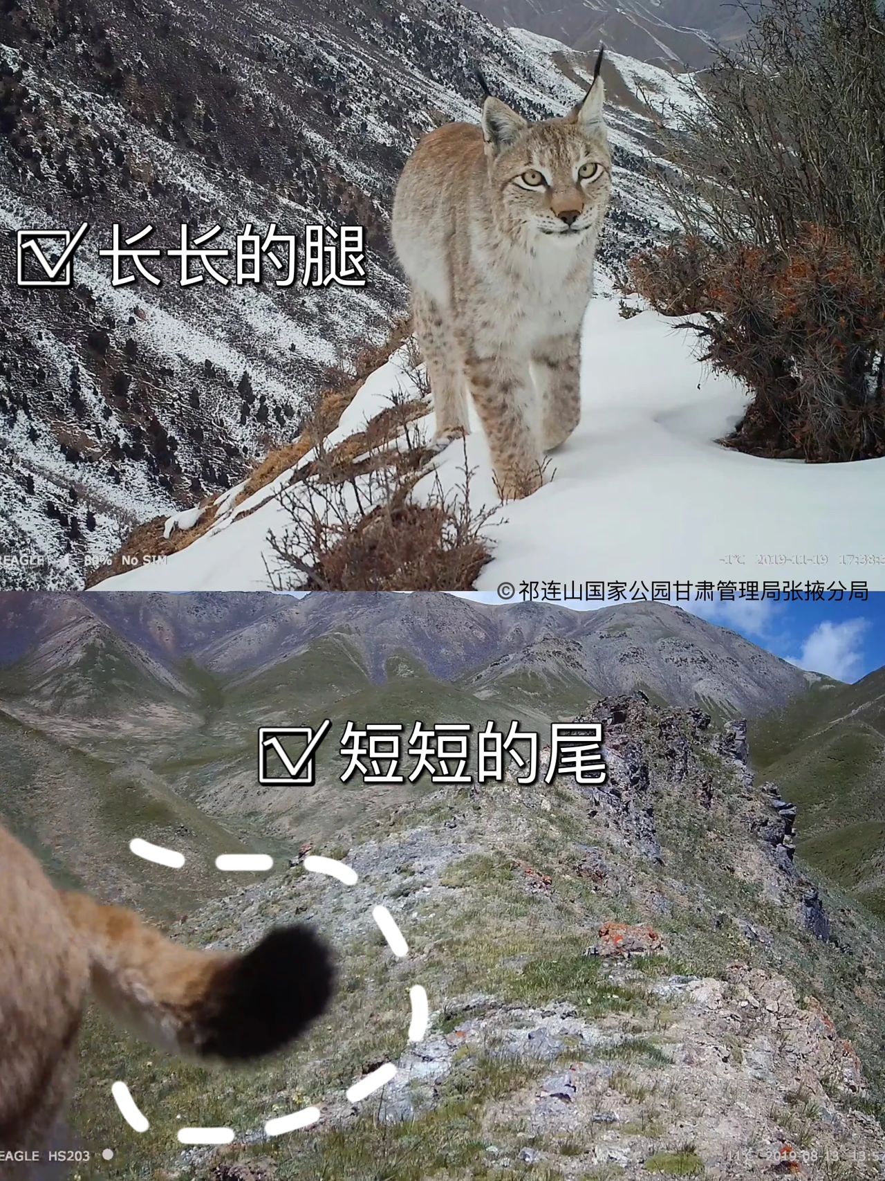 国际猞猁日|守护拽拽的它!|猞猁_新浪财经_新浪网
