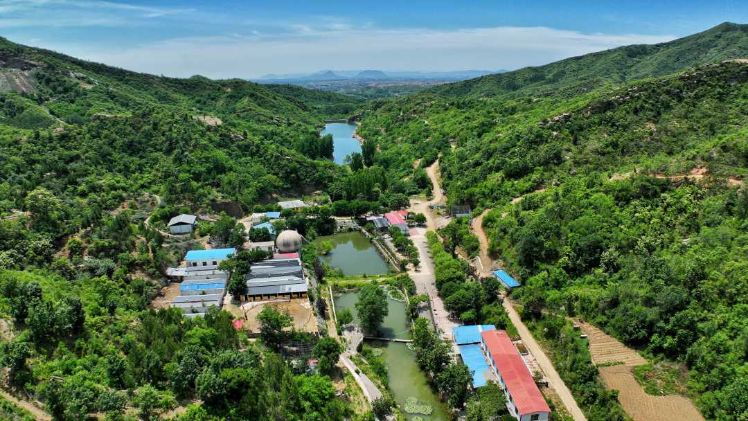 河北灵寿县:散养小香猪敲开致富门|灵寿县_新浪财经_新浪网