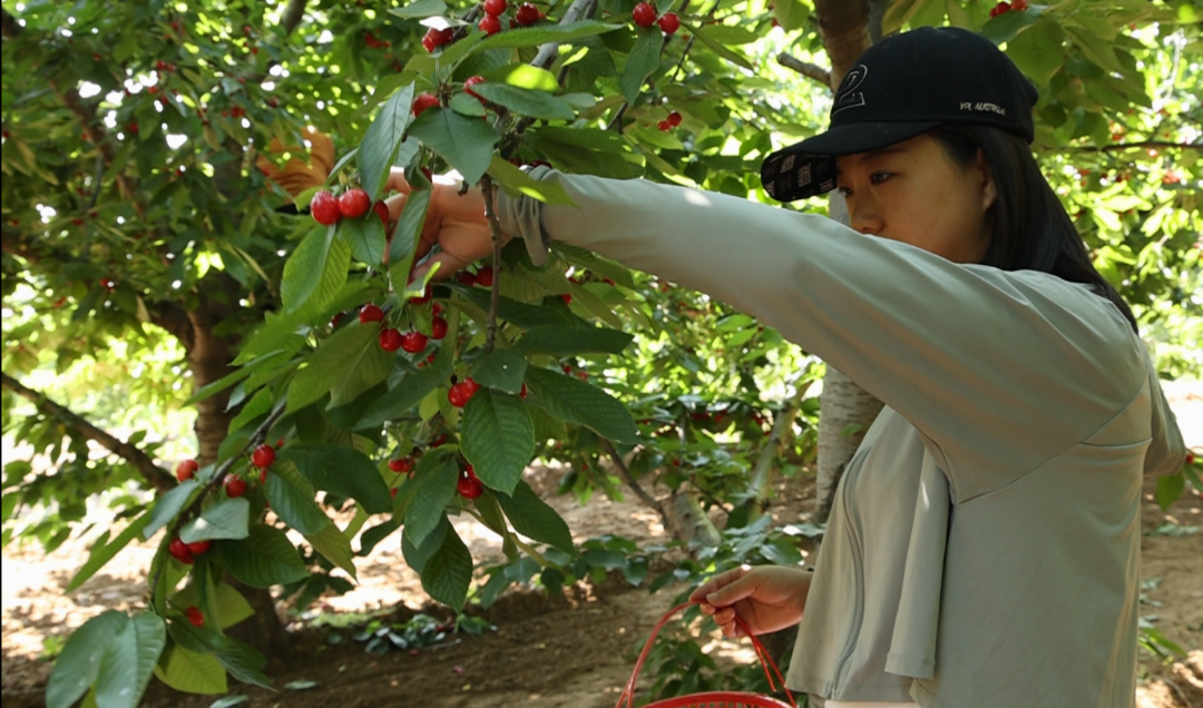 游客在石家庄元氏县西岭底樱桃园采摘樱桃.