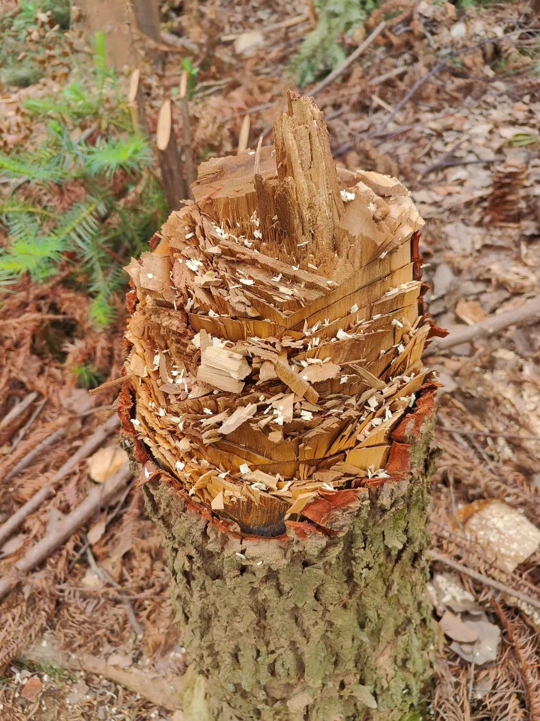 山场大量树木被无端砍伐!事发南昌新建区