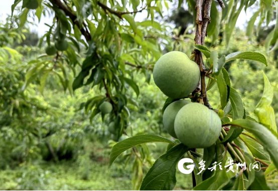 惠水县断杉镇大坡村蜂糖李即将成熟