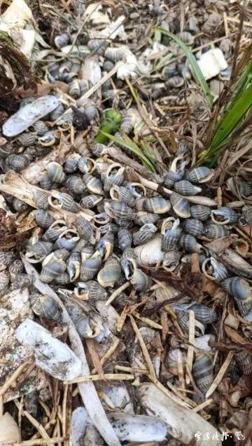 一颗小小的割香螺就可能致人于死地"均无法将毒性破
