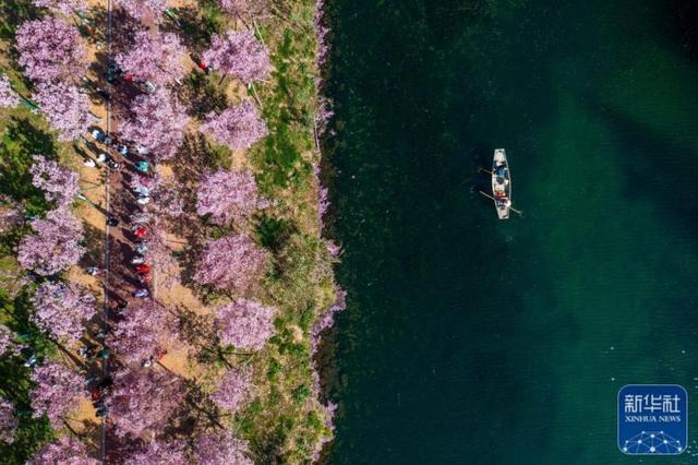 浦阳江同乐段,工作人员乘船在打捞水面漂浮物(3月14日摄,无人机照片)