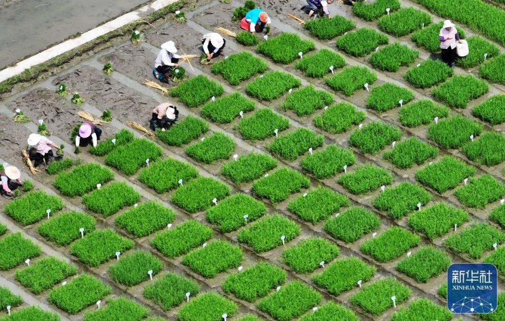 6月11日,在江苏里下河地区农科所(扬州市农科院),农民在试验田里起