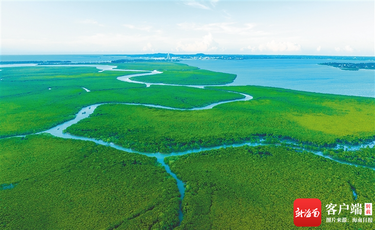 海南周刊丨海南红树林湿地:让濒危物种"绝处逢生"|海南省_新浪财经