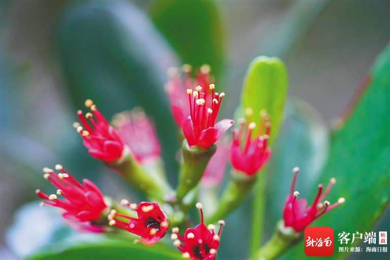 海南日报记者 李天平 摄