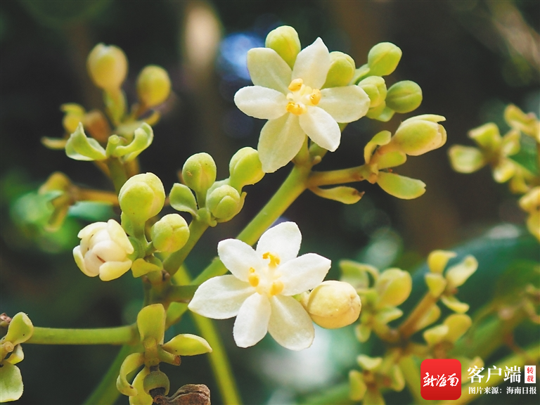 濒危红树莲叶桐.方赞山 摄