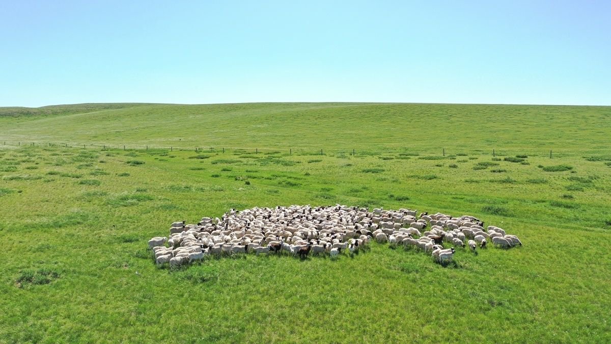 额尔敦牧场.(受访者供图)