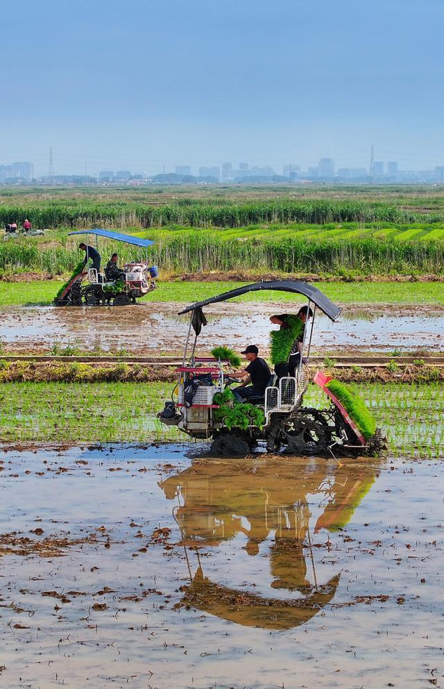 在江苏省连云港市赣榆区一处水稻田里,农民驾驶插秧机进行水稻插秧