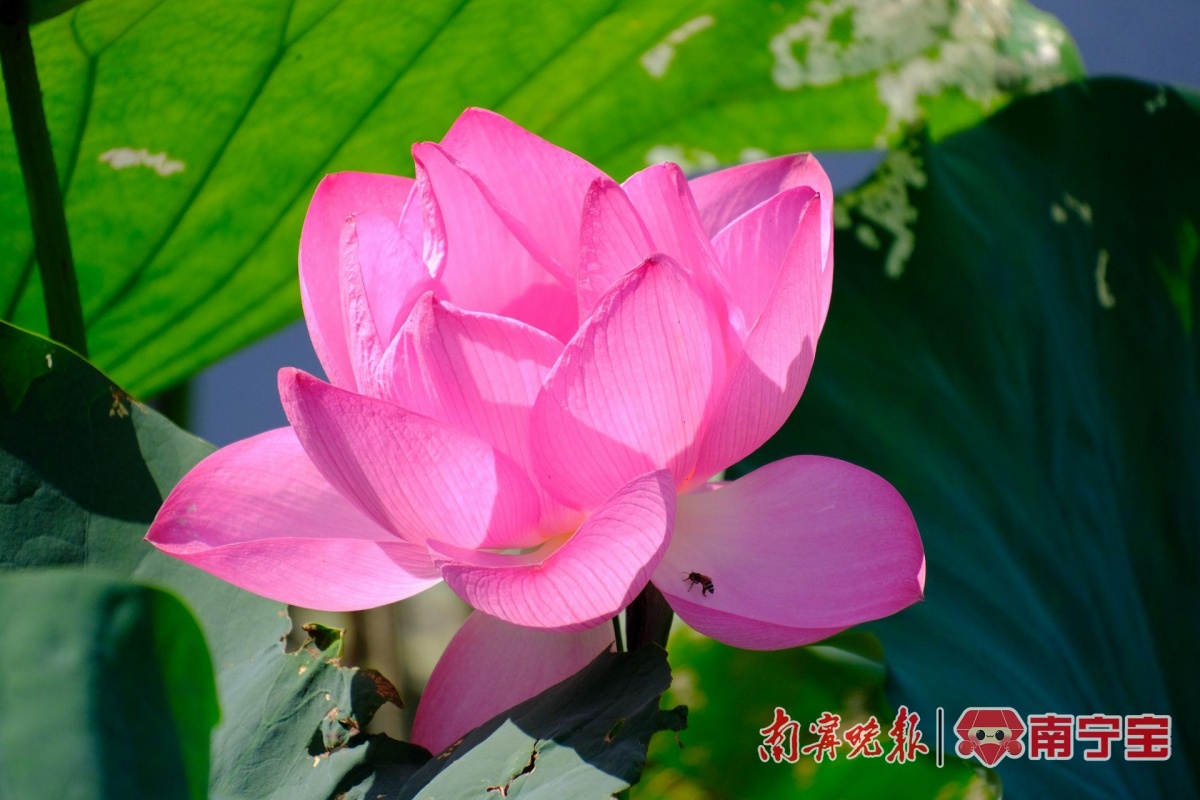 这个周末,一起来南宁狮山公园观赏竹林荷花吧|南宁市_新浪财经_新浪网