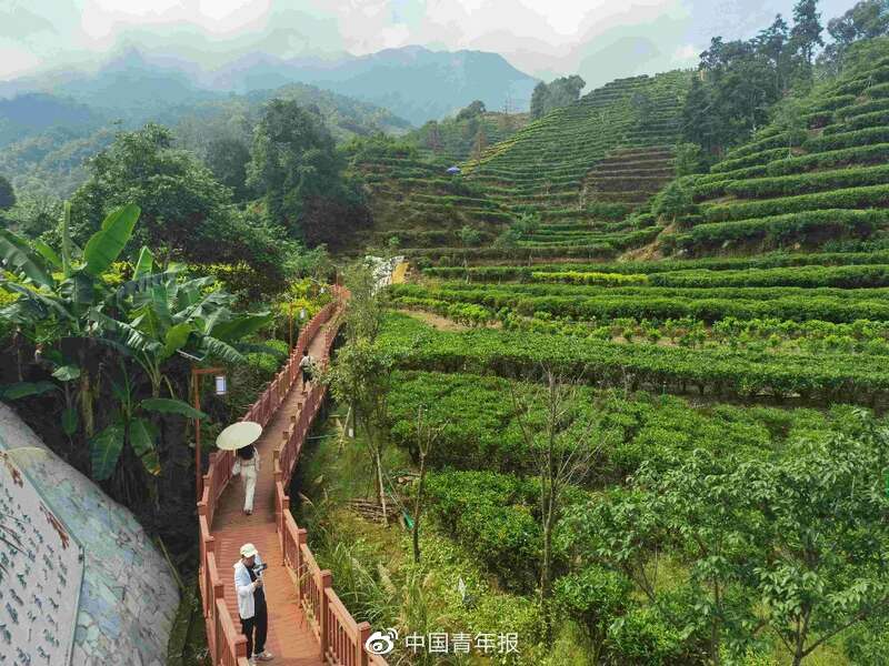 潮州凤凰镇:一缕茶香引客来|潮州市_新浪财经_新浪网