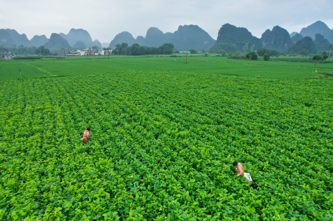 2023年5月27日,英德市九龙镇大陂村,村民在桑芽菜种植基地里采摘.