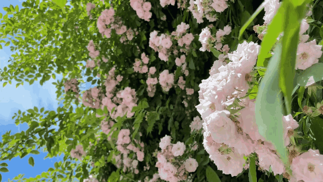 △劳模公园蔷薇花