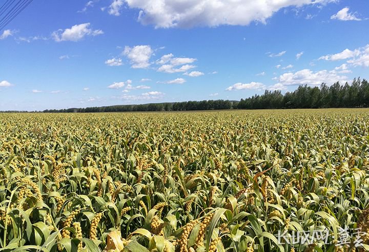 张家口市农业科学院选育的优质杂交谷子品种"张杂谷13号".