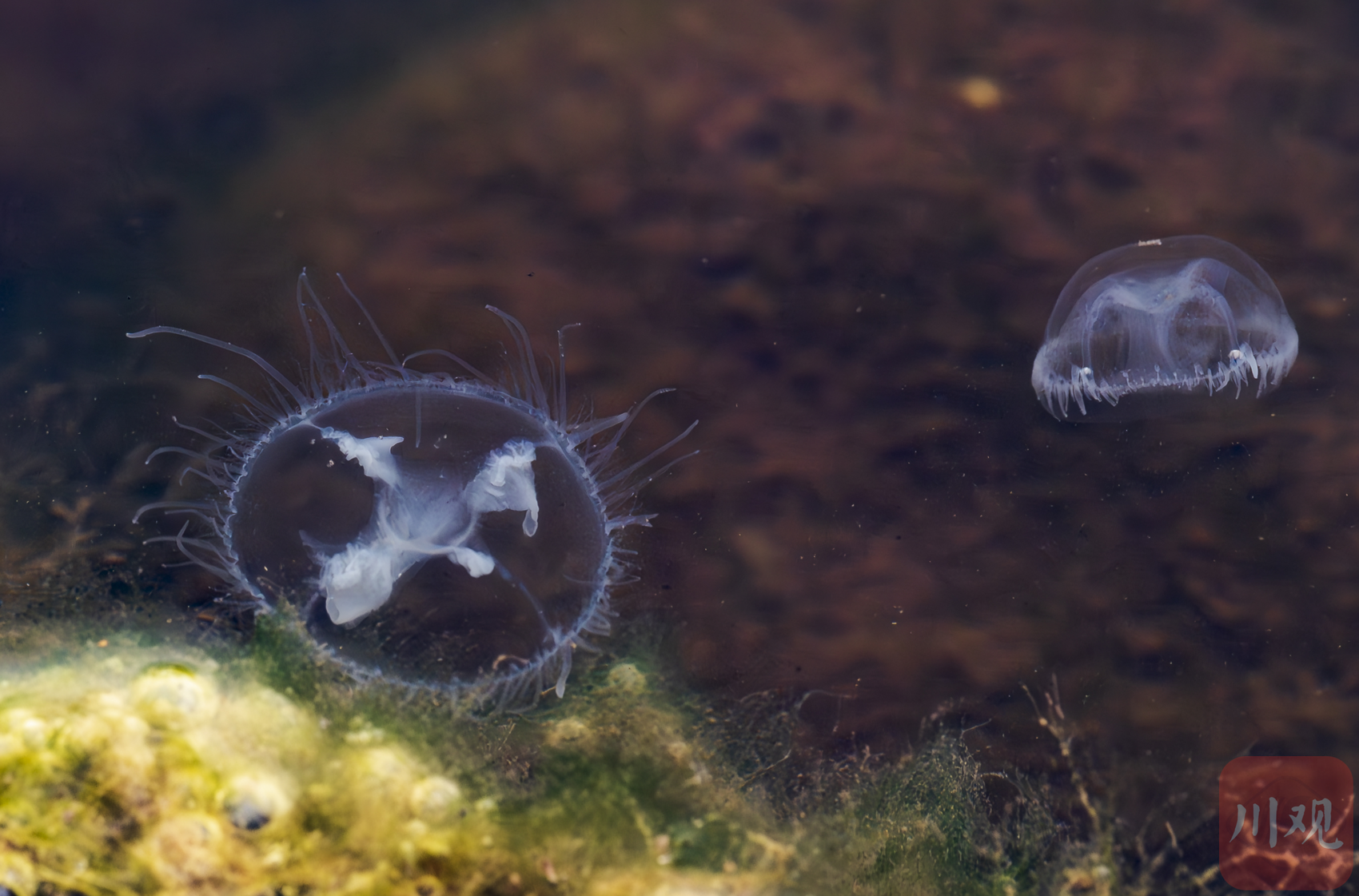 长江中出现的桃花水母.