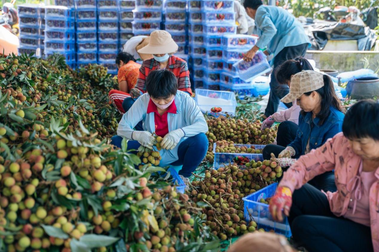 打包后,这些荔枝将借助拼多多端上各地消费者的餐桌.(花生丨摄)