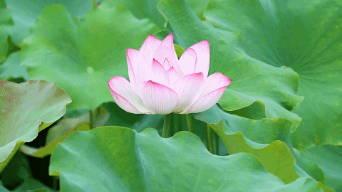 △羊范镇北唐村荷花