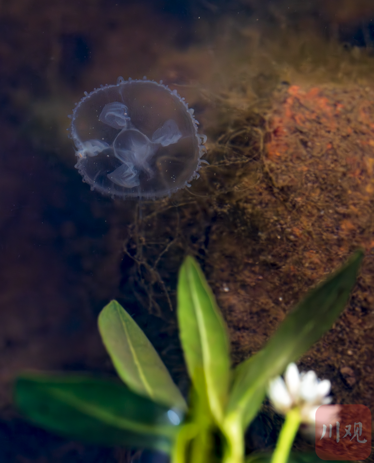 长江中出现的桃花水母.