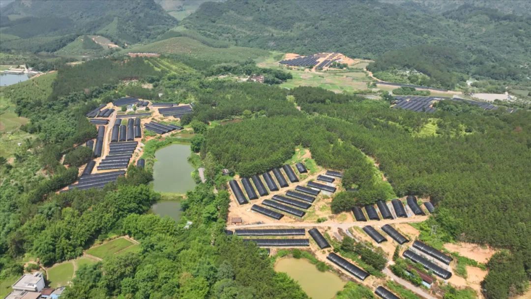 乳源精润生态农业有限公司的淫羊藿育苗基地.张玮岚 苏韵杰 摄