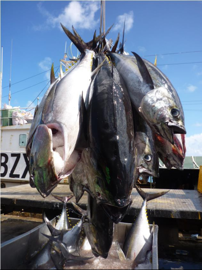联成远洋渔船所捕捞的冰鲜大眼金枪鱼