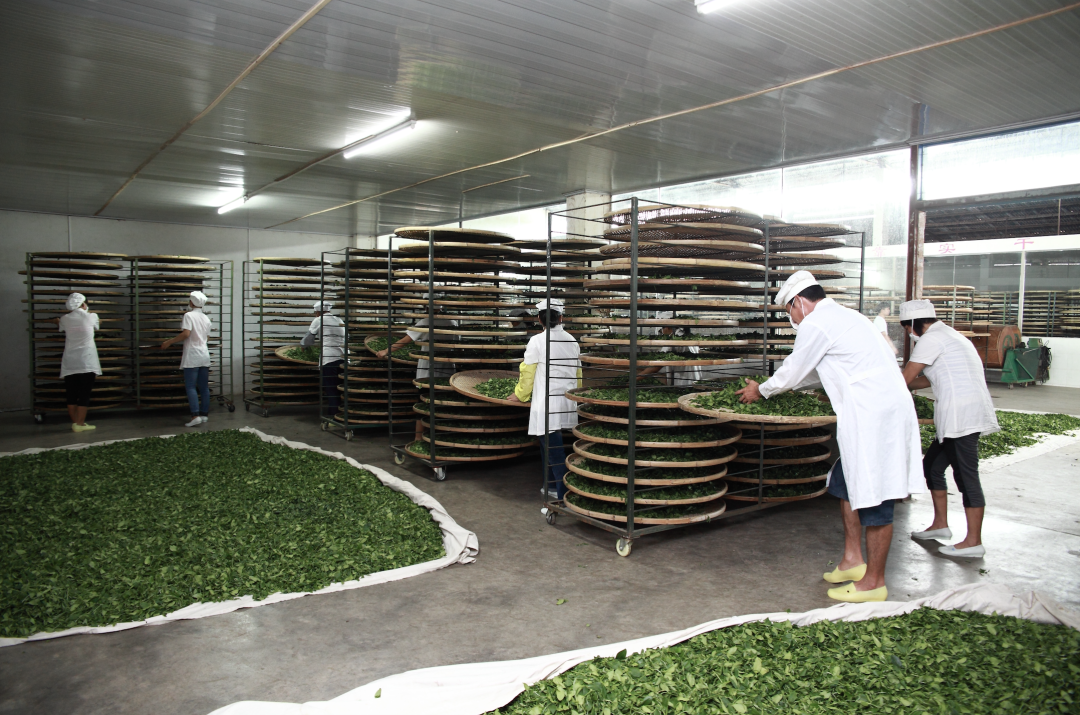 2007年,攻坚组在省内外专家的指导下,通过阅读大量有关茶叶种植和加工