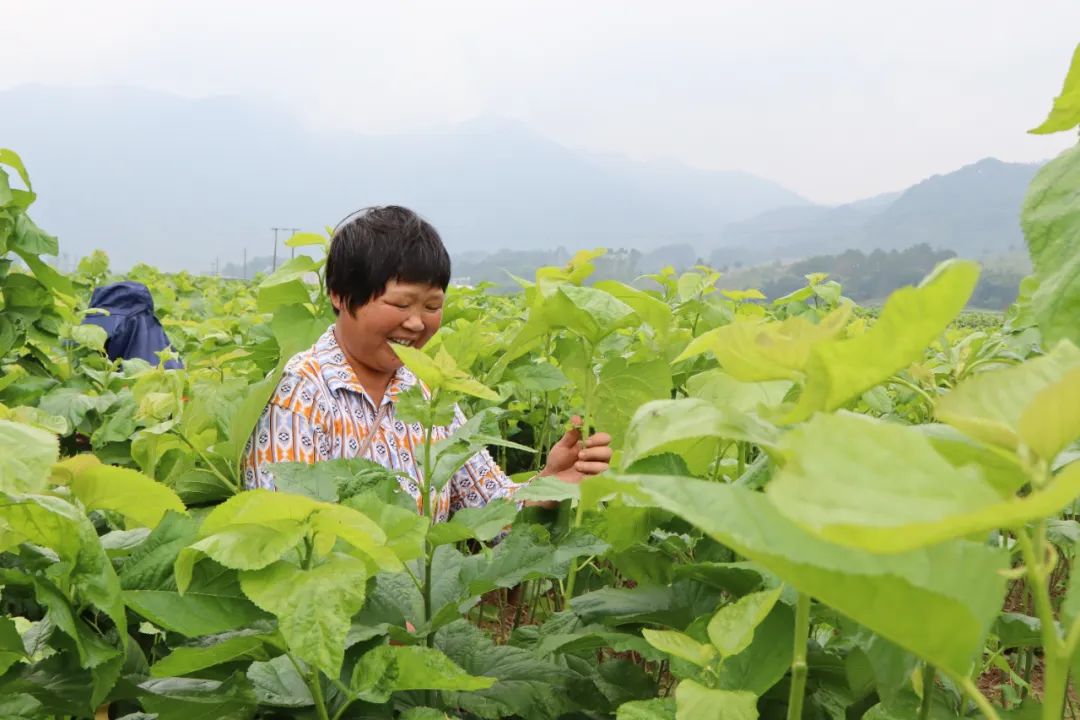 蚕农穿梭在桑田里采摘着桑叶.