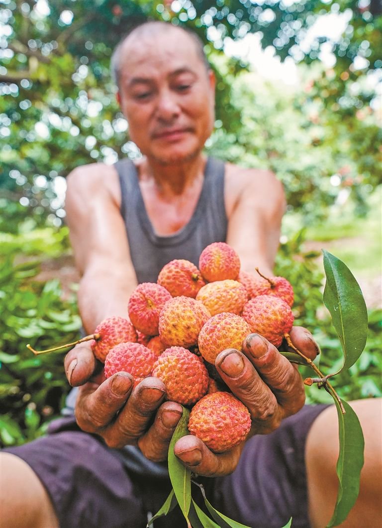 手拿荔枝拍照图片