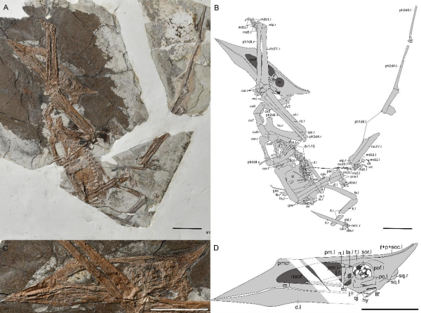 义县始无齿翼龙(新种)化石骨架及头骨(张鑫俊供图)