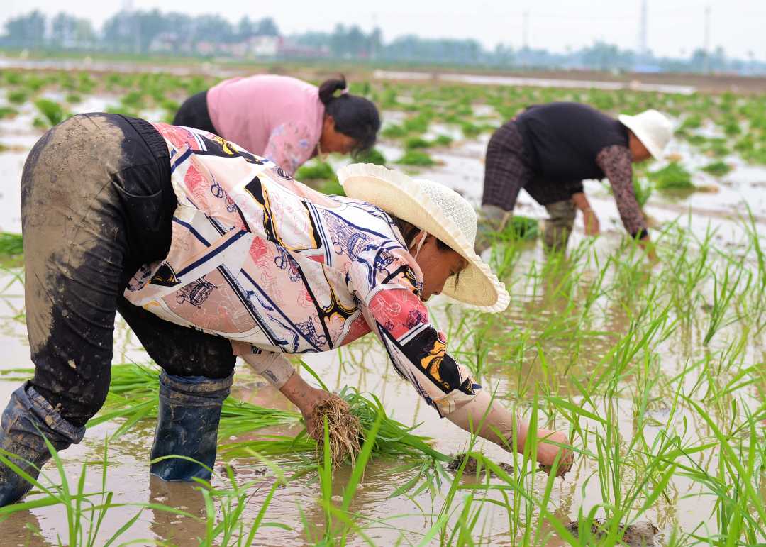 图为当地稻农正在插秧.杨琳琳摄