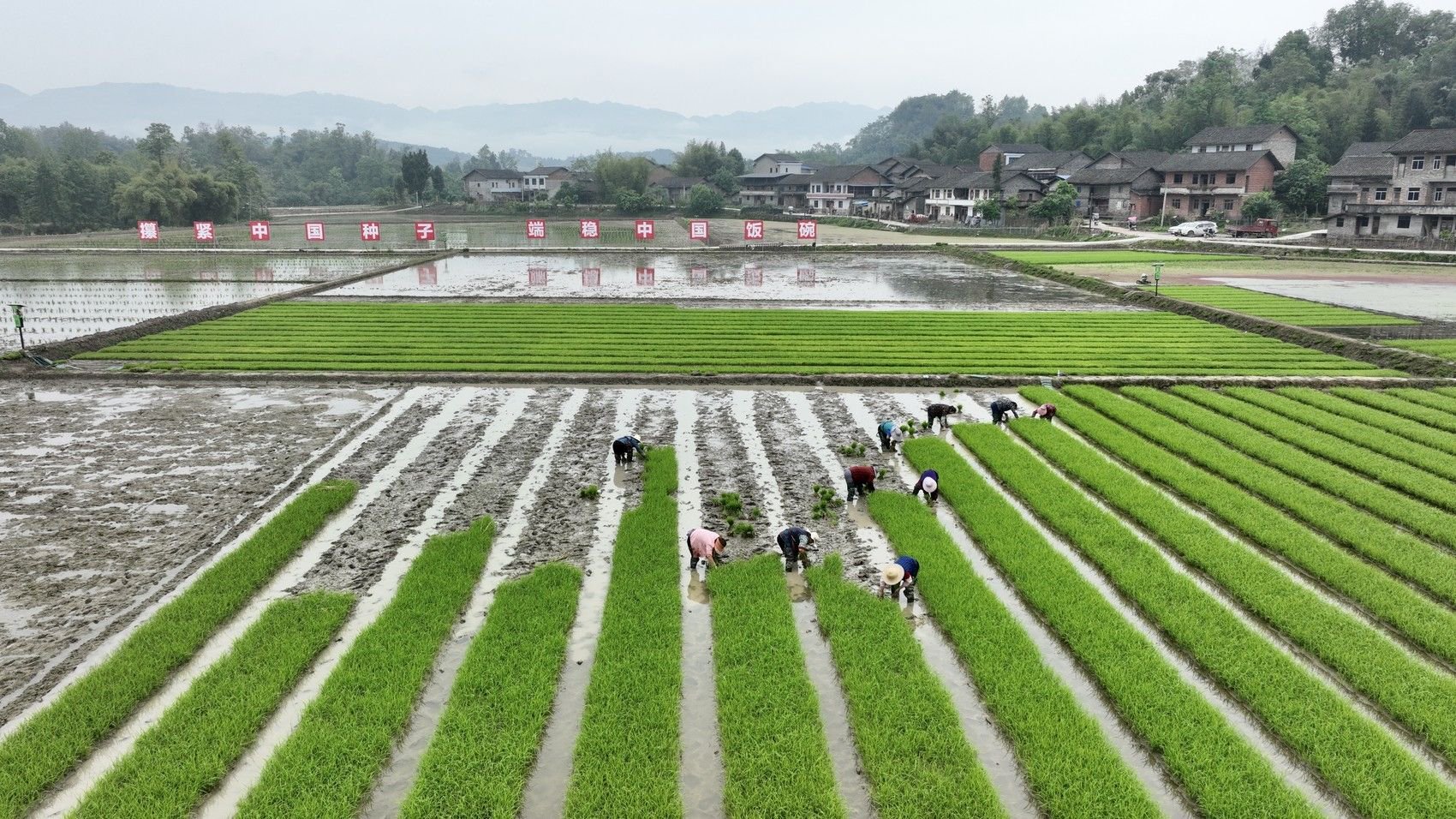 大竹县童家镇八一村制种水稻移栽现场.叶明瑛 摄
