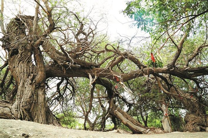 九龙树(资料图片). 杜秀莲 摄