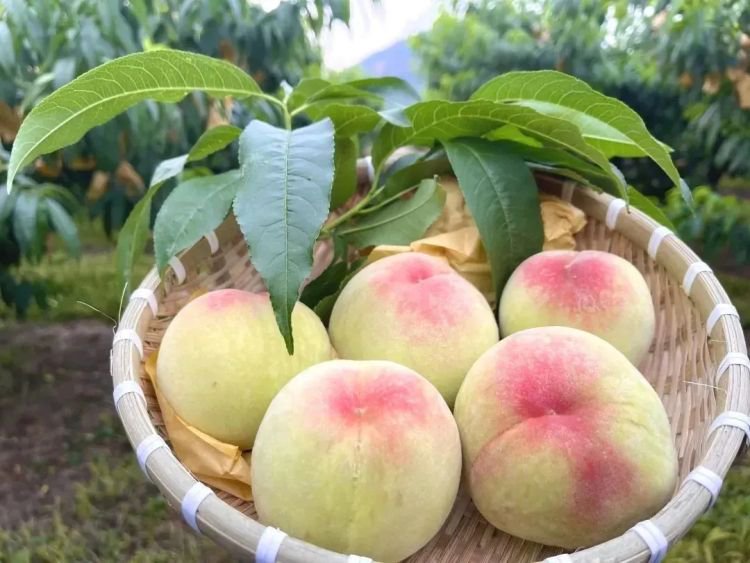 江苏无锡: "黑科技" 全面升级 助力阳山水蜜桃"飞"得更远_新浪财经