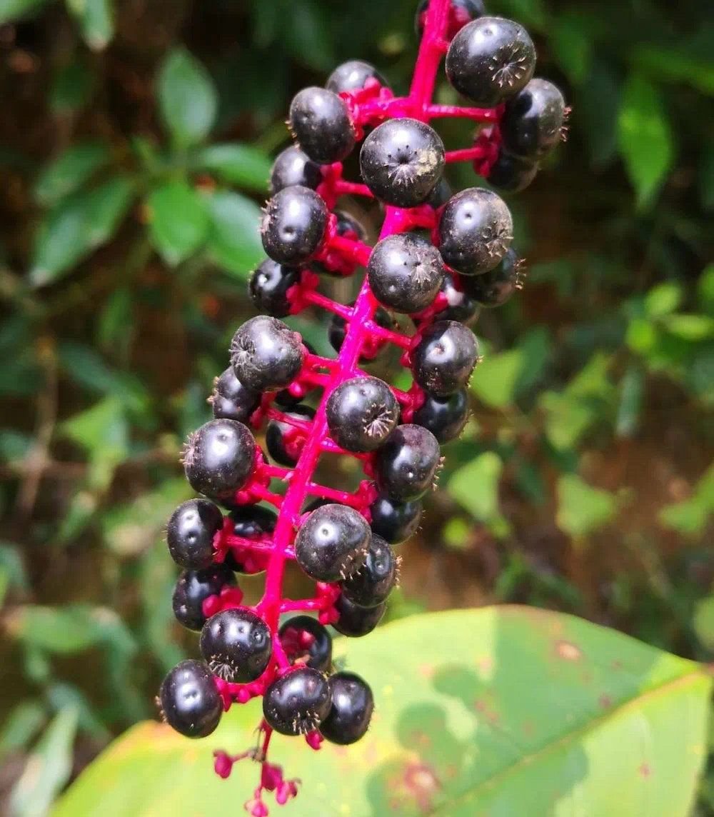 商陆果.成都疾控 供图