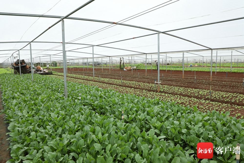 记者了解到,当前海南已建成常年蔬菜基地15.