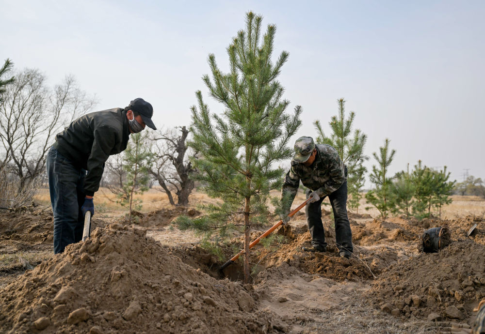 4月15日,在内蒙古通辽市科尔沁左翼后旗,治沙工人在科尔沁沙地植树