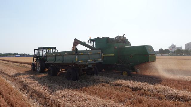 麦粒从收割机管道倾泻而下装进运粮车.房山区窦店镇供图
