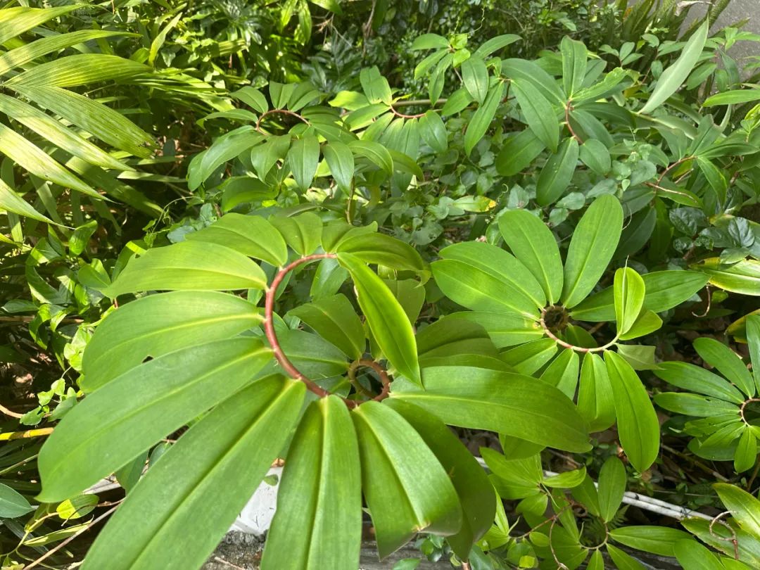 向阳而生,白头到老——闭鞘姜丨花颜鸟语