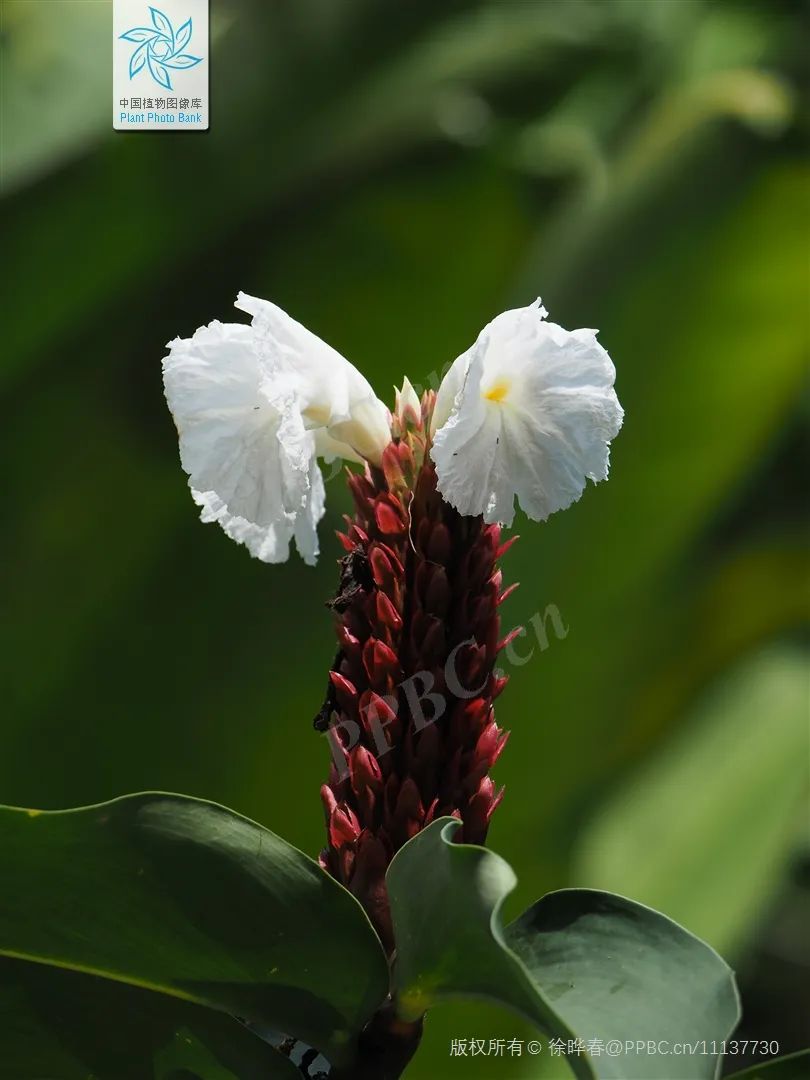 闭鞘姜花期为7-9月,花期时会从下到上依次绽放两朵白花,同开同枯,如同
