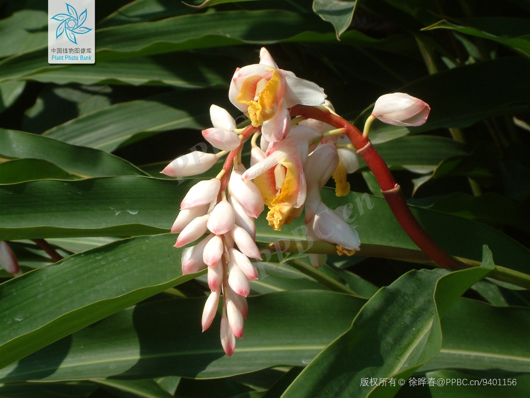 向阳而生,白头到老——闭鞘姜丨花颜鸟语