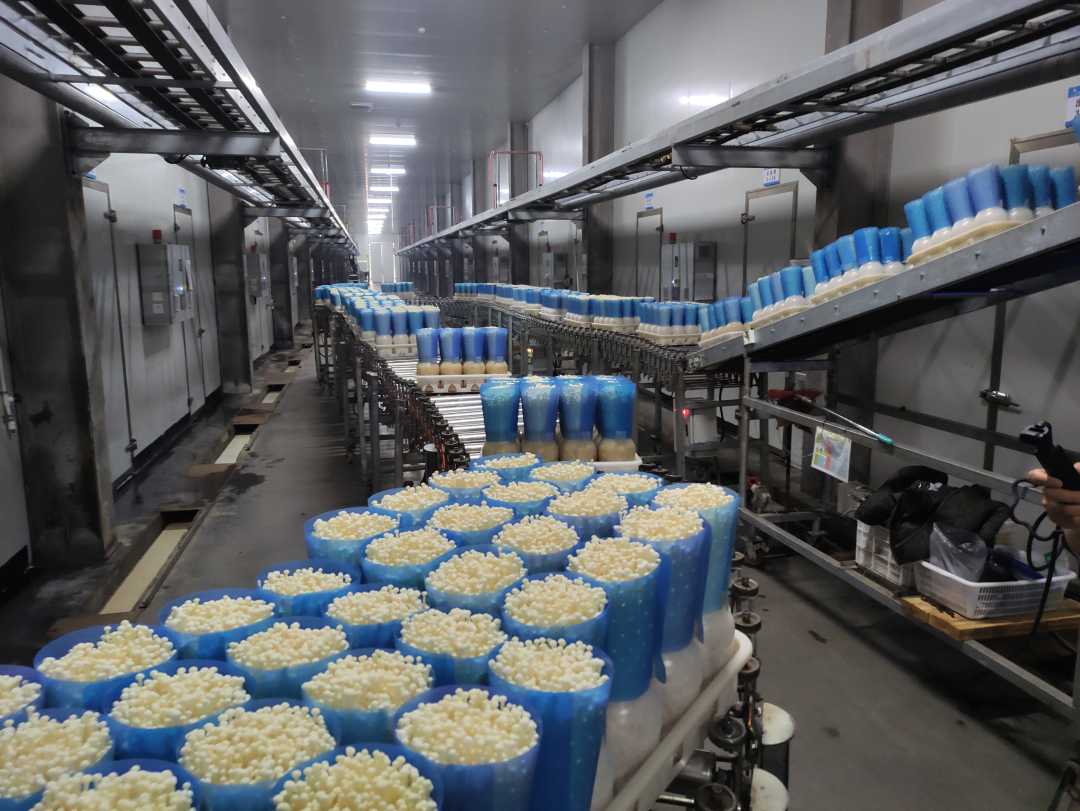 鲜菇坊生物科技有限公司金针菇自动化生产线.陈远志摄