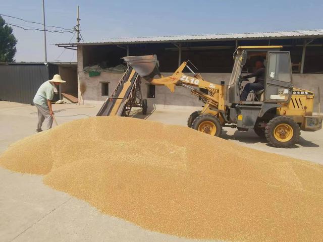 金灿灿的小麦晾晒满地.房山区窦店镇供图