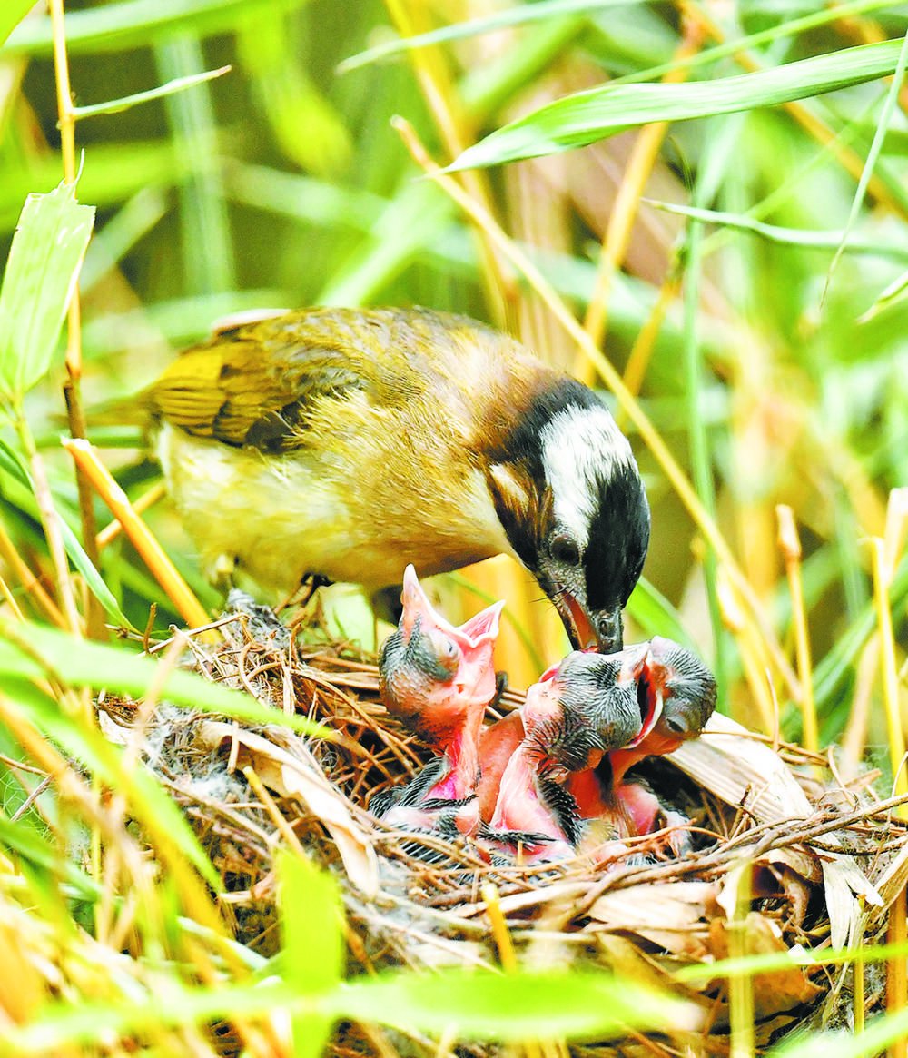 鸟窝安放妥当,大鸟衔来食物喂养幼鸟,画面温馨.▼