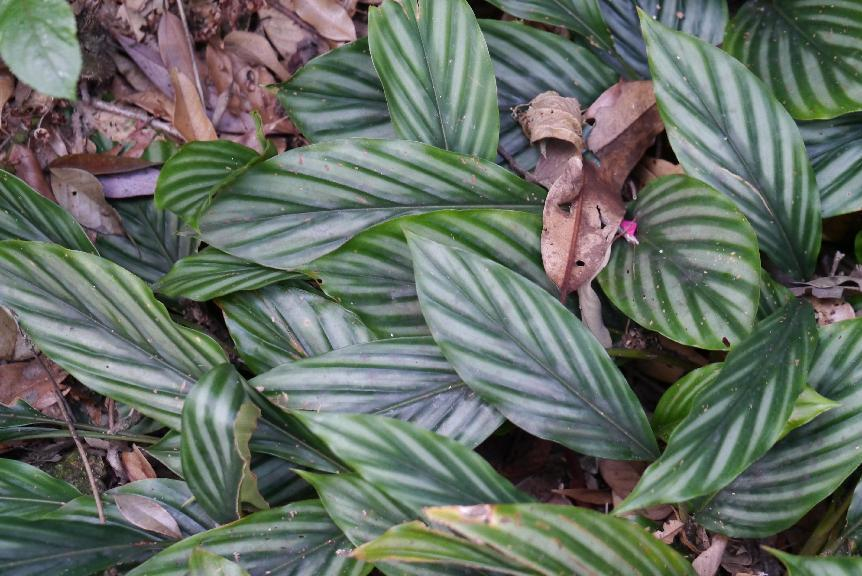 向阳而生,白头到老——闭鞘姜丨花颜鸟语